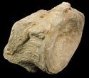 Mosasaur (Platecarpus) Caudal Vertebra - Kansas #48763-3